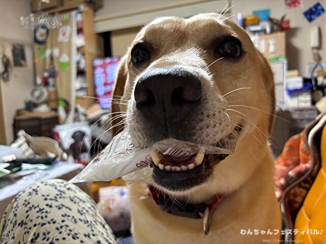 ラブラドール子犬 ブリーダーから引き取った体験談 ペットショップの売れ残り