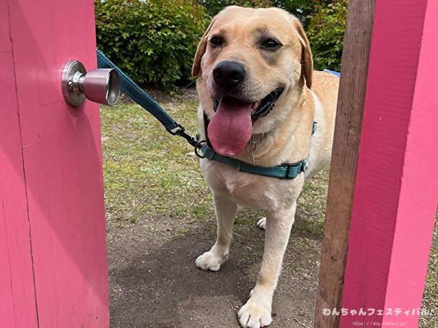 ラブラドール子犬 ブリーダーから引き取った体験談 ペットショップの売れ残り