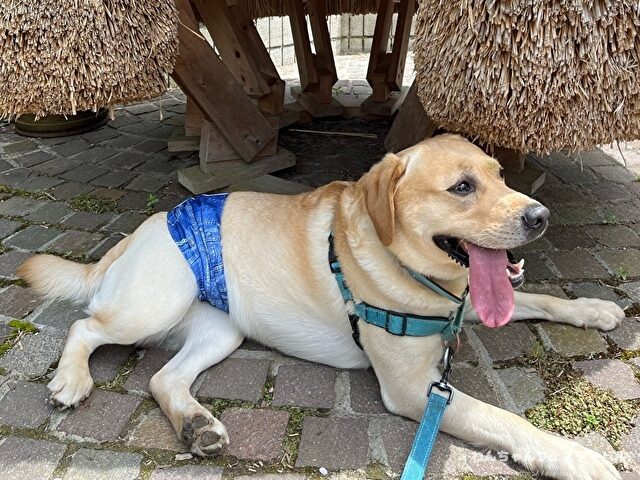 ラブラドール子犬 ブリーダーから引き取った体験談 ペットショップの売れ残り
