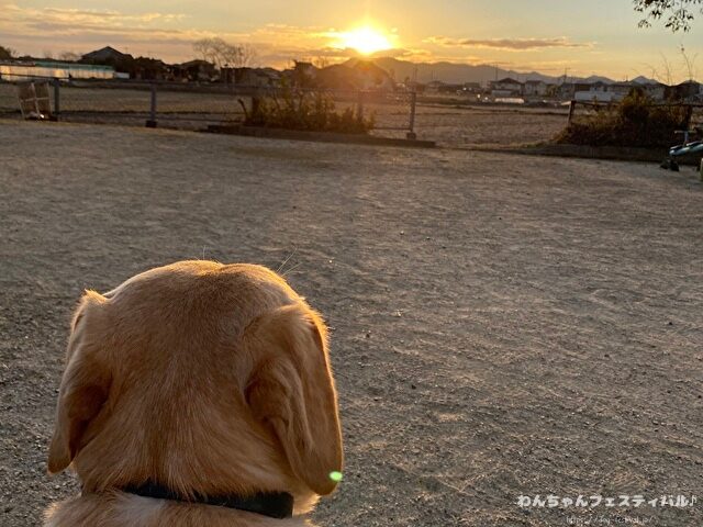 ラブラドール子犬 ブリーダーから引き取った体験談 ペットショップの売れ残り