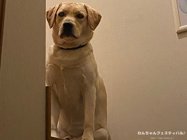 ラブラドール子犬 ブリーダーから引き取った体験談 ペットショップの売れ残り