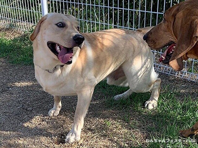 ラブラドール子犬 ブリーダーから引き取った体験談 ペットショップの売れ残り