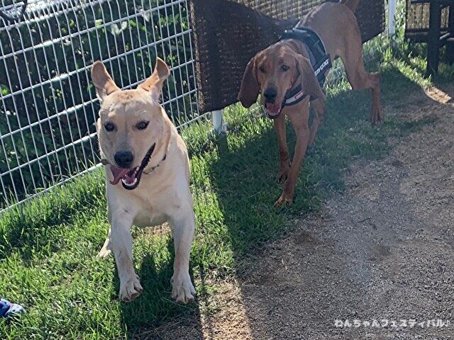 ラブラドール子犬 ブリーダーから引き取った体験談 ペットショップの売れ残り