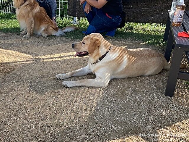 ラブラドール子犬 ブリーダーから引き取った体験談 ペットショップの売れ残り