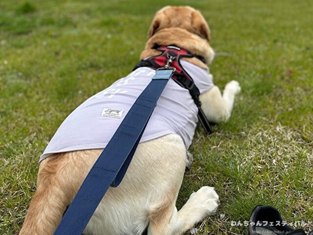 ラブラドール子犬 ブリーダーから引き取った体験談 ペットショップの売れ残り