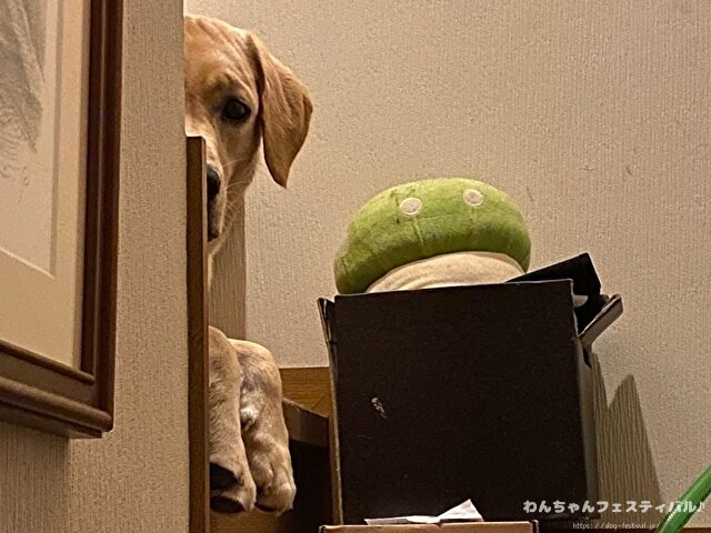 ラブラドール子犬 ブリーダーから引き取った体験談 ペットショップの売れ残り