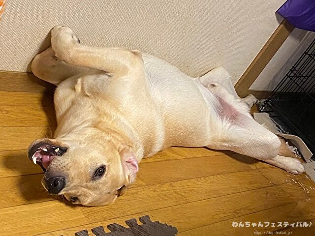 ラブラドール子犬 ブリーダーから引き取った体験談 ペットショップの売れ残り