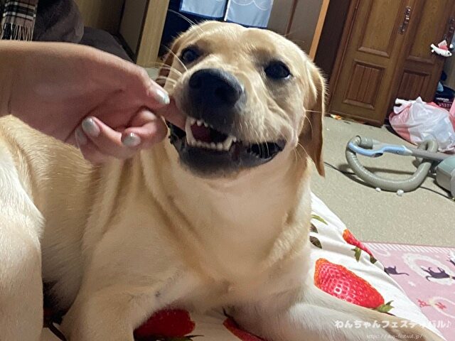 ラブラドール子犬 ブリーダーから引き取った体験談 ペットショップの売れ残り