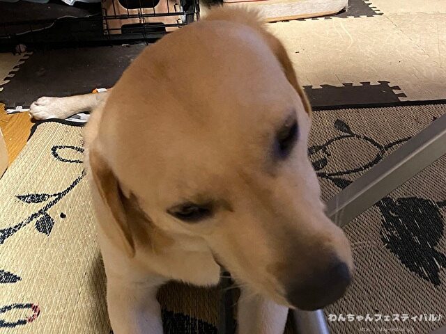 ラブラドール子犬 ブリーダーから引き取った体験談 ペットショップの売れ残り