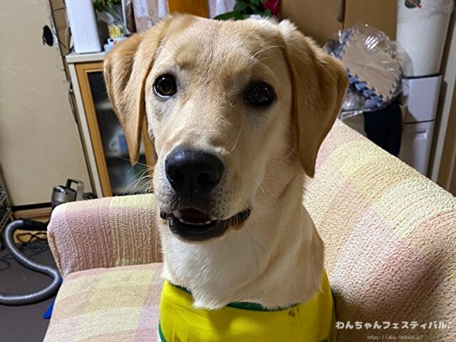 ラブラドール子犬 ブリーダーから引き取った体験談 ペットショップの売れ残り