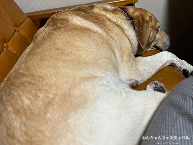 ラブラドール子犬 ブリーダーから引き取った体験談 ペットショップの売れ残り