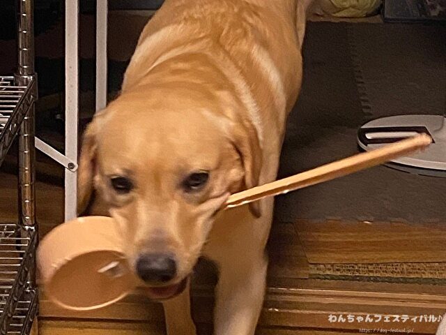 ラブラドール子犬 ブリーダーから引き取った体験談 ペットショップの売れ残り