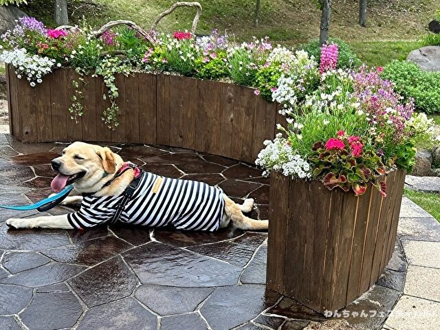 ラブラドール子犬 ブリーダーから引き取った体験談 ペットショップの売れ残り