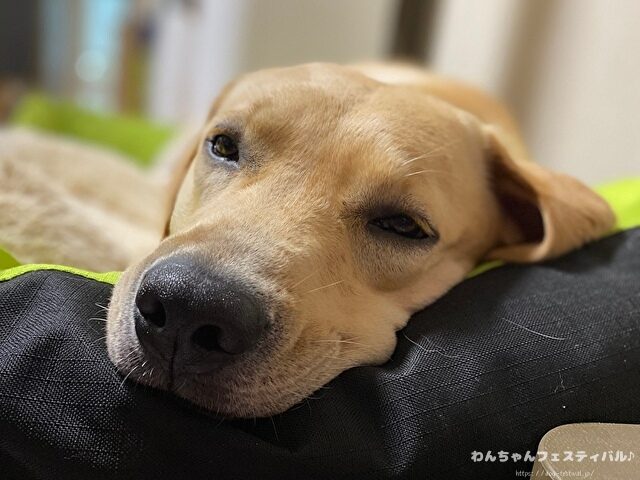ラブラドール子犬 ブリーダーから引き取った体験談 ペットショップの売れ残り