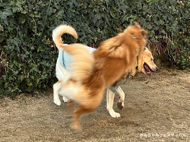 ラブラドール子犬 ブリーダーから引き取った体験談 ペットショップの売れ残り