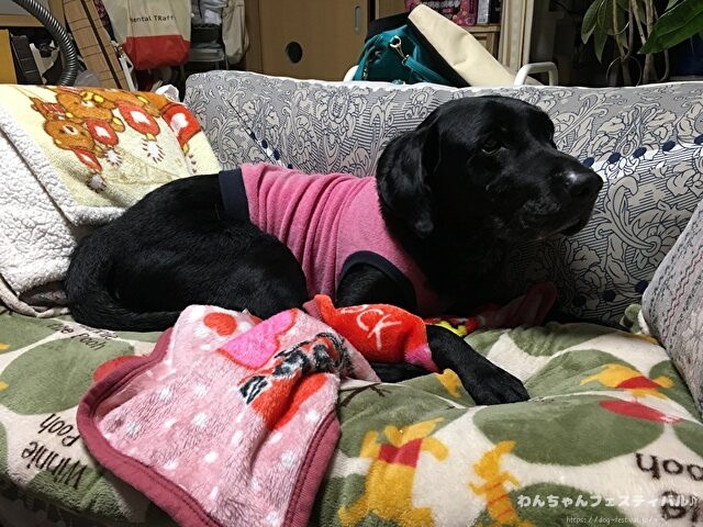 ラブラドール子犬 ブリーダーから引き取った体験談 ペットショップの売れ残り
