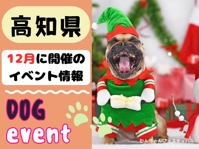 高知　犬イベント　12月