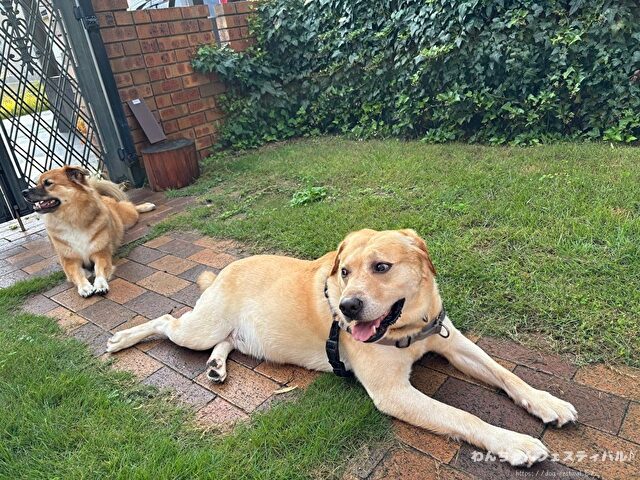 ラブラドール子犬 ブリーダーから引き取った体験談 ペットショップの売れ残り