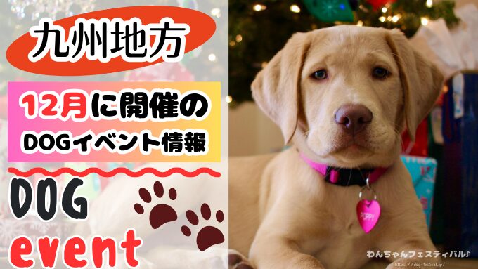 九州 犬イベント 一覧 開催場所 日程 2025 12月