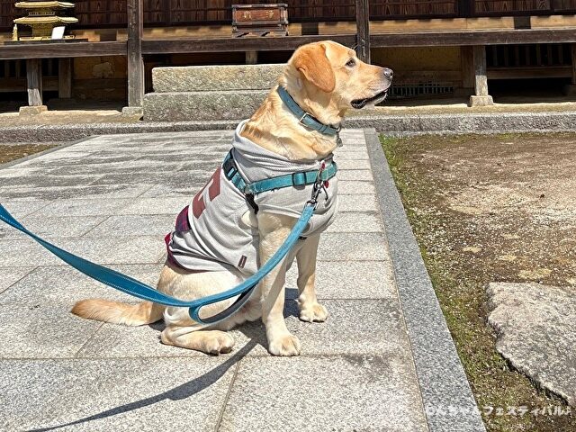 ラブラドール子犬 ブリーダーから引き取った体験談 ペットショップの売れ残り