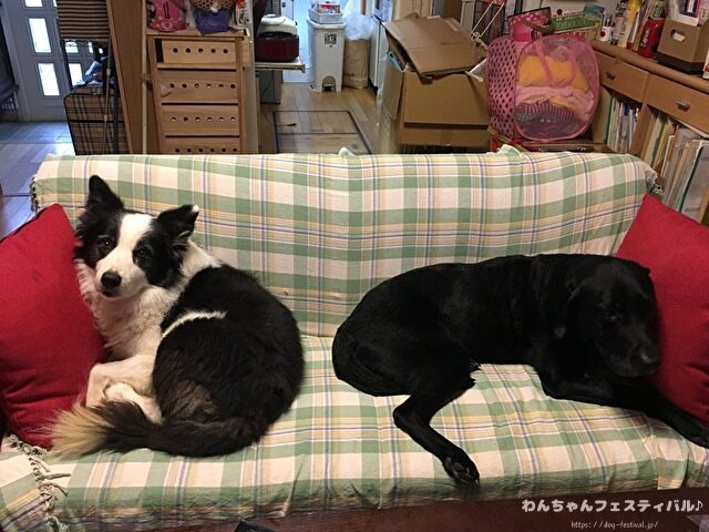 ラブラドール子犬 ブリーダーから引き取った体験談 ペットショップの売れ残り