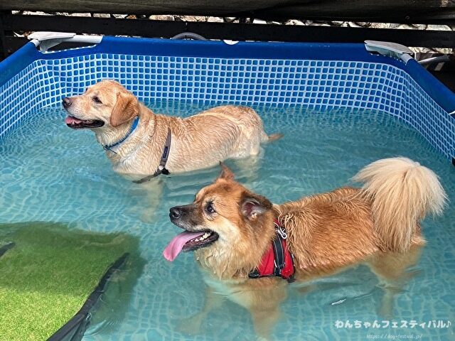 ラブラドール子犬 ブリーダーから引き取った体験談 ペットショップの売れ残り