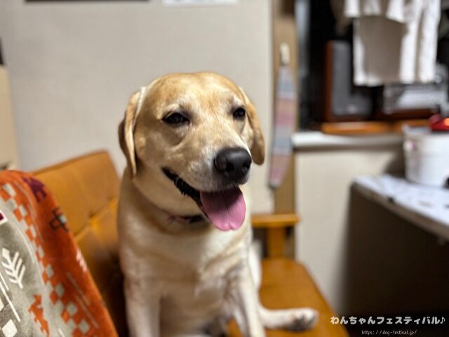 ラブラドール子犬 ブリーダーから引き取った体験談 ペットショップの売れ残り