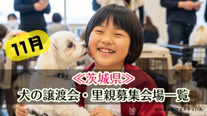 関東 11月 2025年 犬 保護犬 譲渡会 里親 ペットショップ売れ残りの犬 東京 埼玉 千葉 神奈川 茨城 栃木 群馬