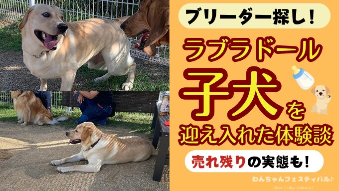 【実録】ラブラドール子犬をブリーダーから引き取った体験談｜ペットショップの売れ残りを迎え入れるまでの経緯