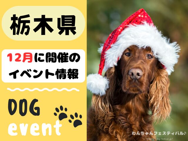 犬イベント　関東地区　東京都　千葉県　神奈川県　埼玉県　群馬県　栃木県　茨城県　2025年　12月
