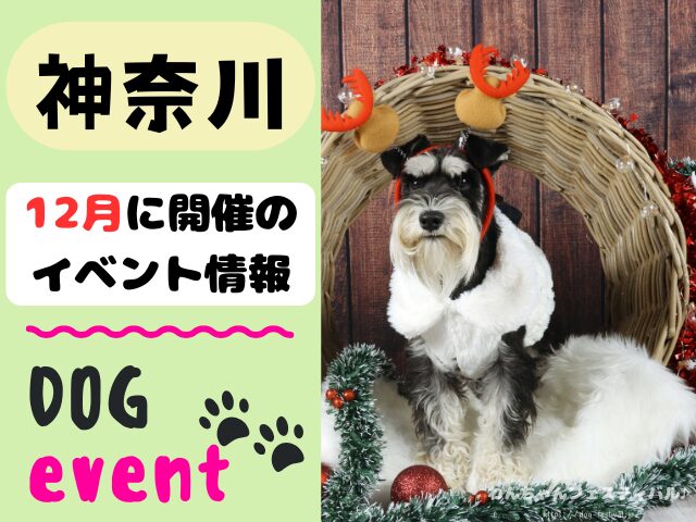 犬イベント　関東地区　東京都　千葉県　神奈川県　埼玉県　群馬県　栃木県　茨城県　2025年　12月