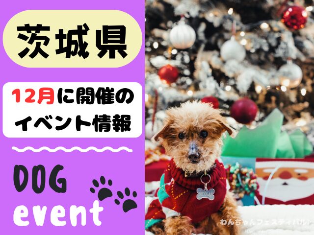 犬イベント　関東地区　東京都　千葉県　神奈川県　埼玉県　群馬県　栃木県　茨城県　2025年　12月