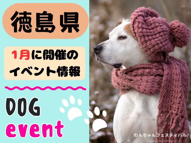 徳島　犬イベント　1月