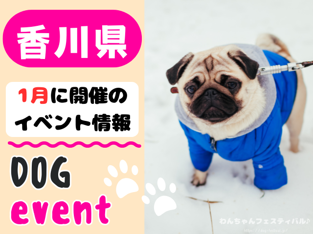 香川　犬イベント　1月