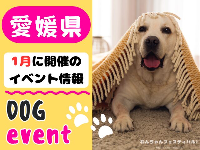愛媛　犬イベント　1月