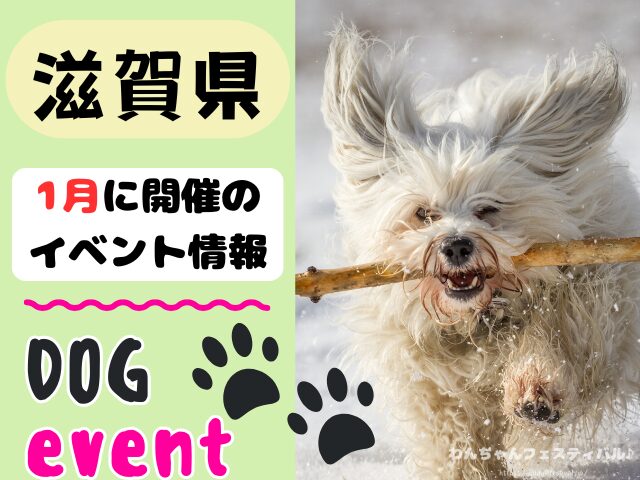 関西　犬イベント　一覧　開催場所　日程　2026　1月　大阪府　京都府　兵庫県　奈良県　滋賀県　和歌山県