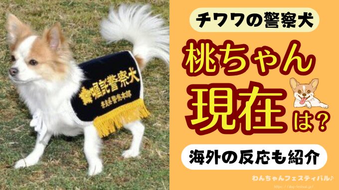 チワワ警察犬「桃ちゃん」の現在は？海外の反応も紹介