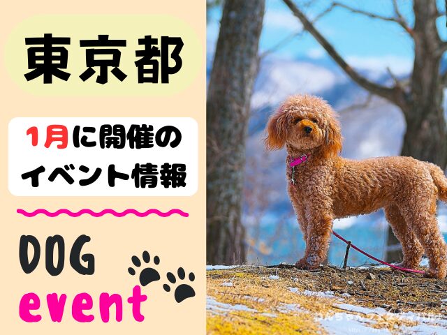 犬イベント　関東地区　東京都　千葉県　神奈川県　埼玉県　群馬県　栃木県　茨城県　2025年　1月