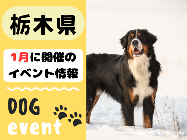 犬イベント　関東地区　東京都　千葉県　神奈川県　埼玉県　群馬県　栃木県　茨城県　2025年　1月