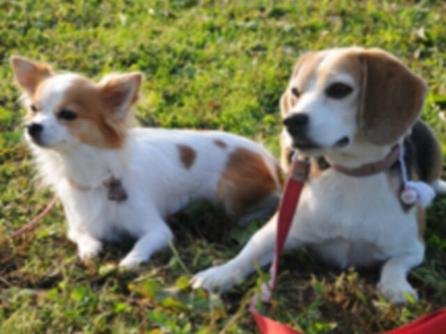 チワワ　警察犬