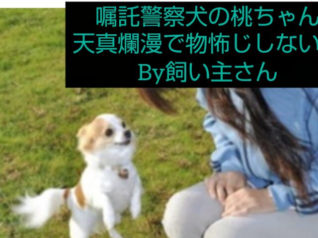 チワワ　警察犬