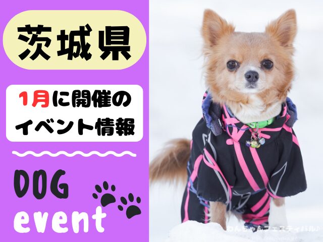 犬イベント　関東地区　東京都　千葉県　神奈川県　埼玉県　群馬県　栃木県　茨城県　2025年　1月