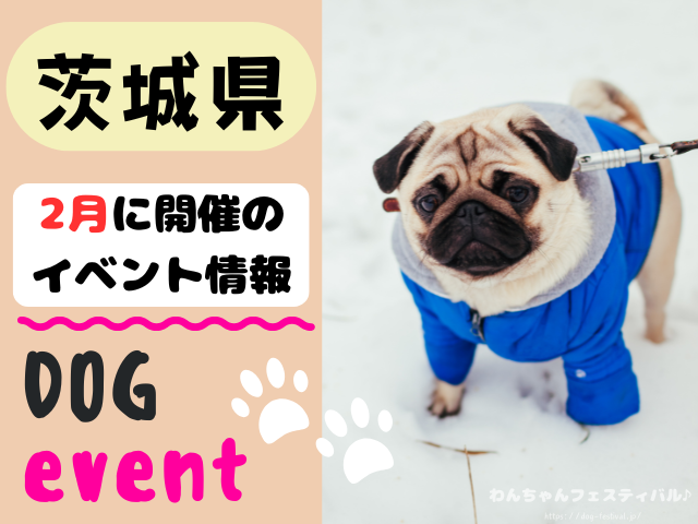 犬イベント　関東地区　東京都　千葉県　神奈川県　埼玉県　群馬県　栃木県　茨城県　2025年　2月