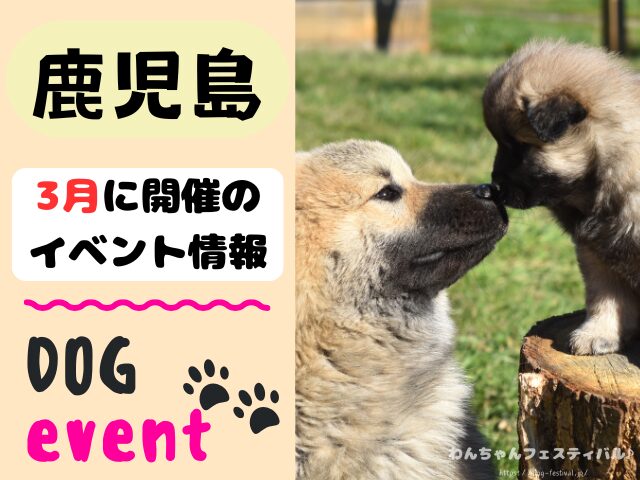 犬イベント　九州　福岡県　佐賀県　長崎県　熊本県　大分県　宮崎県　鹿児島県　2026年　3月