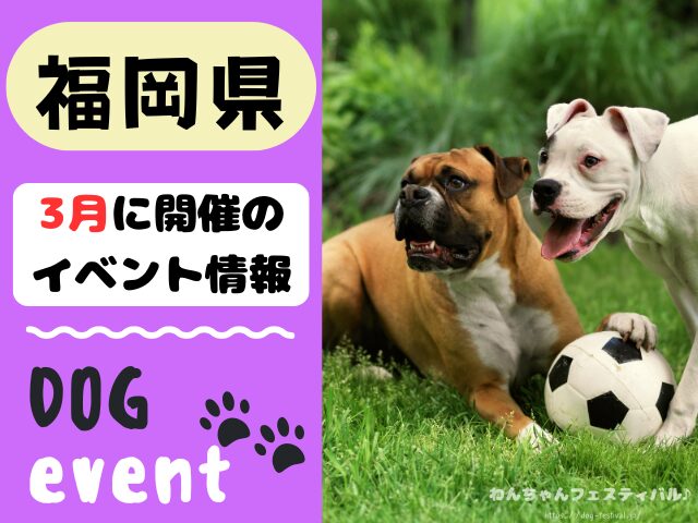 犬イベント　九州　福岡県　佐賀県　長崎県　熊本県　大分県　宮崎県　鹿児島県　2026年　3月