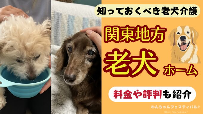 関東地方の老犬ホーム一覧｜終身や一時預かりの料金・評判も紹介