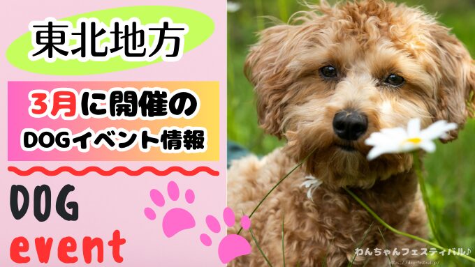 東北の犬イベント3月版！開催場所と日程を知って楽しもう！