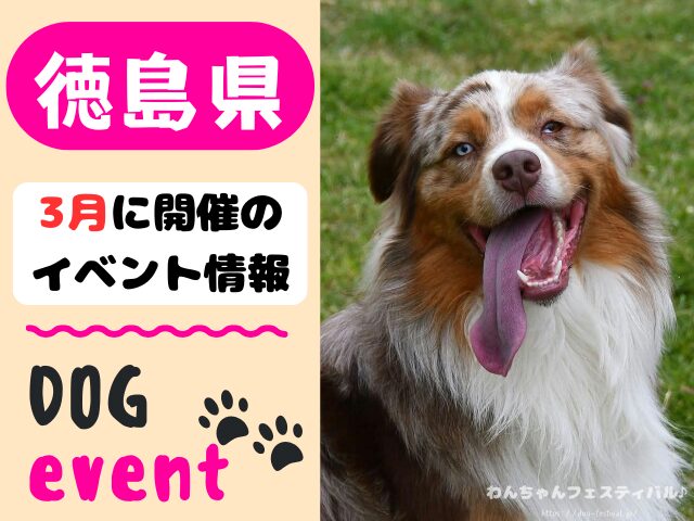 徳島　犬イベント　3月