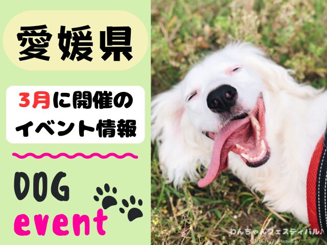 愛媛　犬イベント　3月