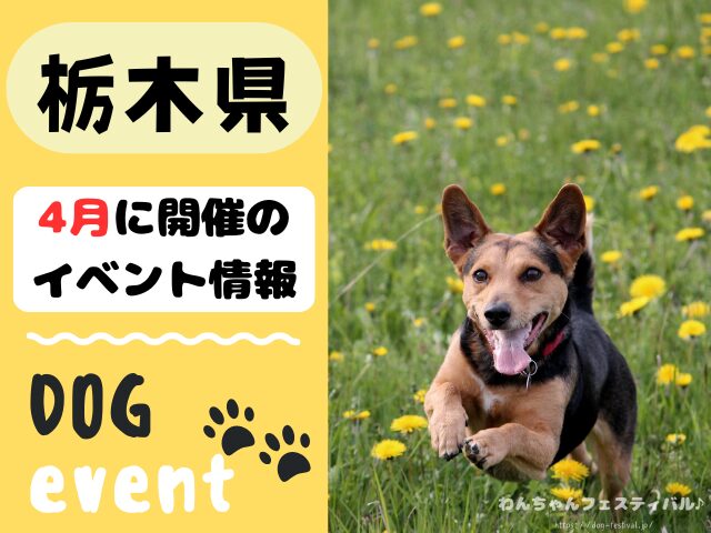 犬イベント　関東地区　東京都　千葉県　神奈川県　埼玉県　群馬県　栃木県　茨城県　2026年　4月